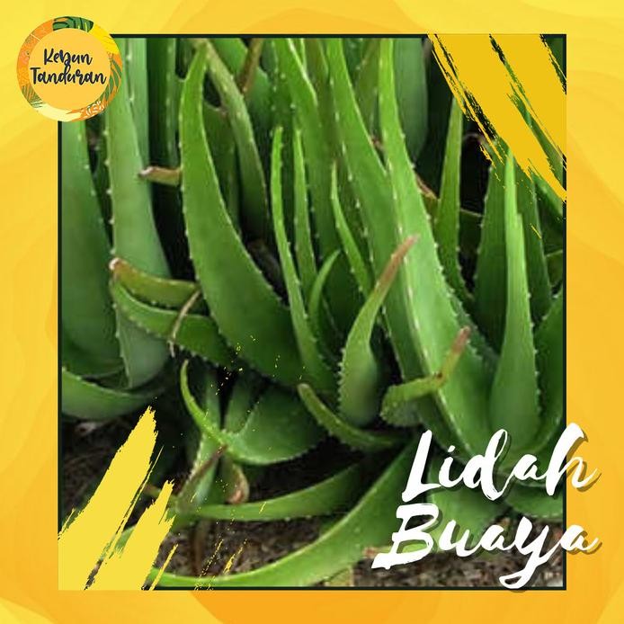 Terlaris Bibit Tanaman Herbal Lidah Buaya Pohon Bunga Lidah Buaya Jumbo