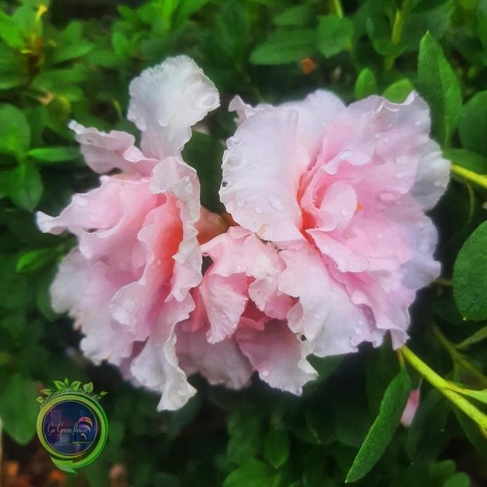 

Terlaris Bunga Azalea Terlengkap Rhododendron Javanicum Asalea Azalia Tanaman Herbal Bunga Hias Tanaman Hias Bibit Tanaman Azalea Purple Splendor Southern Aurora Comtesse De Cerchove Red Ruffle Gay Paree Eiko Putih Bonsai Azalea Bunga Asalia