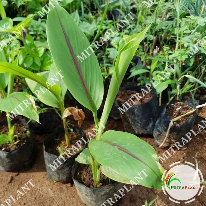 

Terlaris Bibit Tanaman Temu Putih - Pohon Umbi Kunyit Putih - Tanaman Herbal