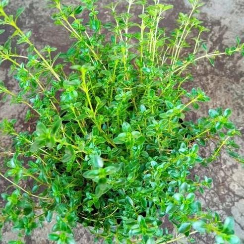 

Terlaris Tanaman Thyme/Timi Herbal