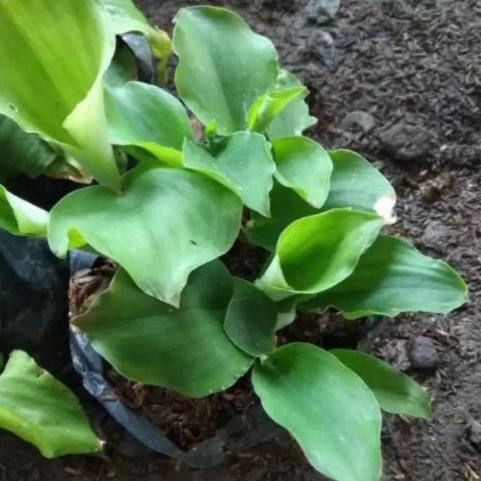 

Terlaris Pohon Kencur, Tanaman Herbal Kencur, Bibit Tanaman Herbal