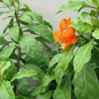 

Terlaris Bibit Tanaman Daun Jarum Tujuh Duri - Daun Tujuh Bintang - Herbal