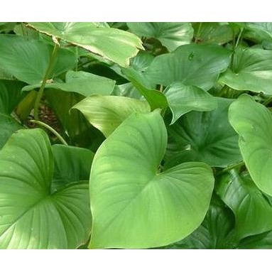 

Terlaris Tanaman Nempu Tanaman Herbal