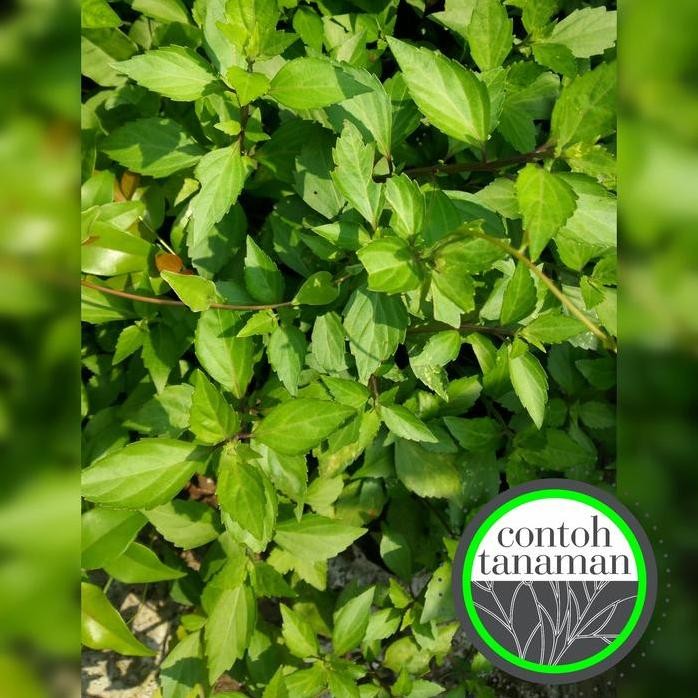 

Terlaris Tanaman Herbal Kumis Kucing - Orthosiphon Aristatus