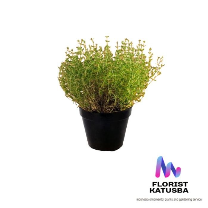 

Terlaris Tanaman Herbal Rempah Daun Thyme Thymus Vulgaris