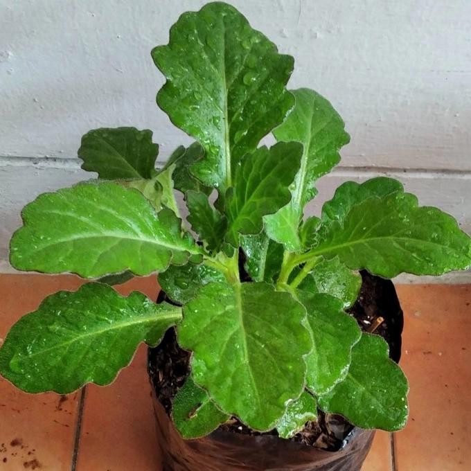 

Terlaris Tanaman Obat Herbal Daun Dewa