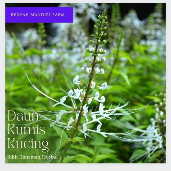 

Terlaris Kumis Kucing - Bibit Tanaman Herbal Kumis Kucing