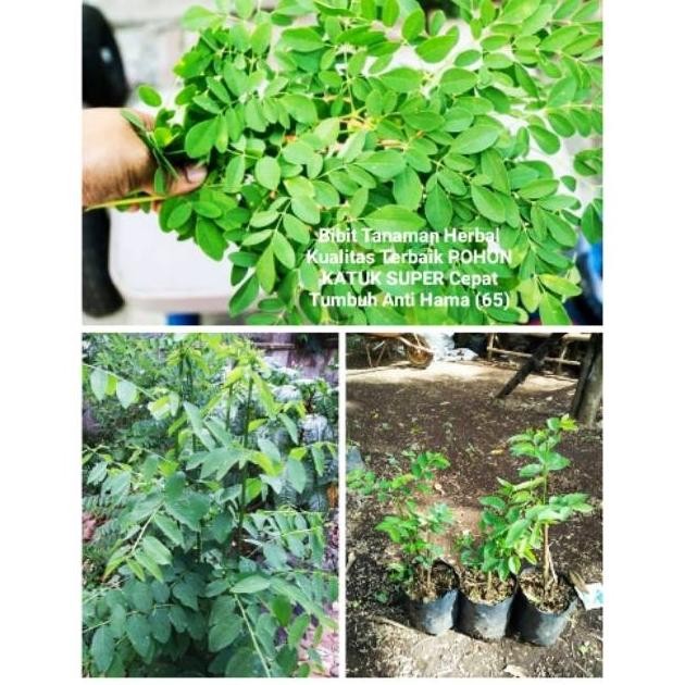 

Terlaris Bibit Tanaman Hias Daun Katuk Herbal