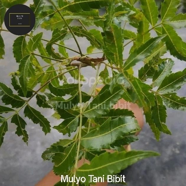 

Terlaris Bibit Tanaman Pohon Mimba | Herbal Mimba | Pohon Mimbo