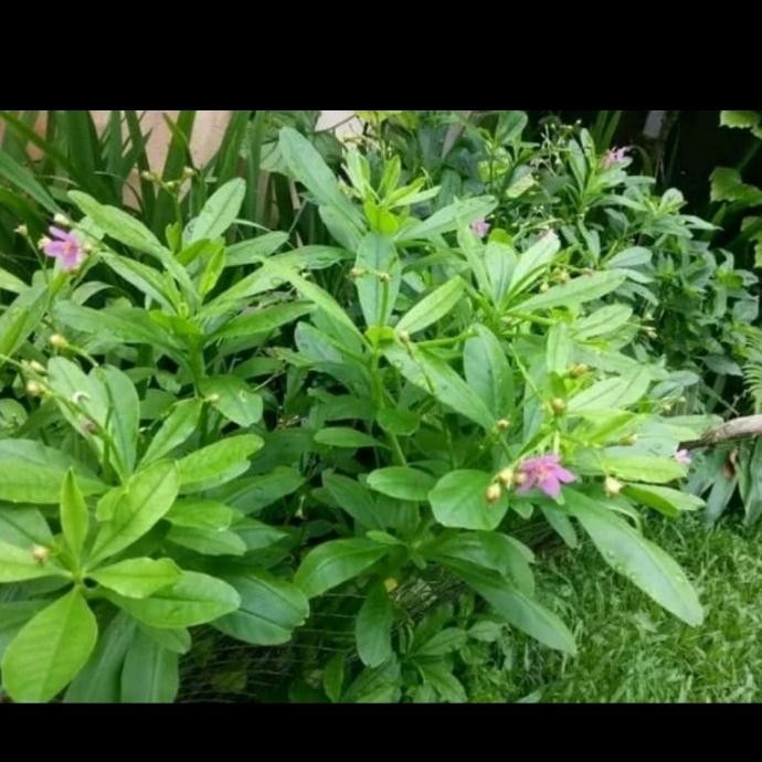 

Terlaris Bibit Pohon Tanaman Ginseng Jawa / Kolesom / Herbal Murah Berkualitas