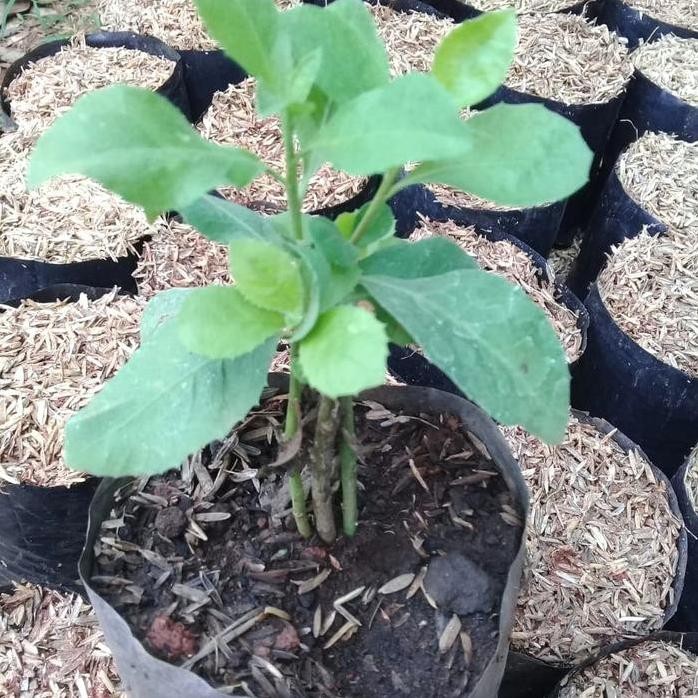 

Terlaris Bibit Tanaman Herbal Beluntas