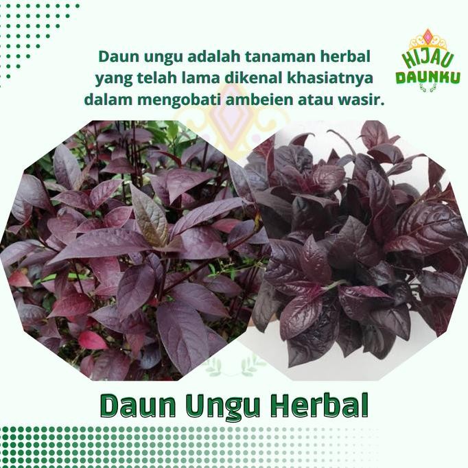 

Terlaris Daun Ungu Herbal Handeleum Tanaman Handeuleum Obat Wasir Ambeien Ambeyen Alami