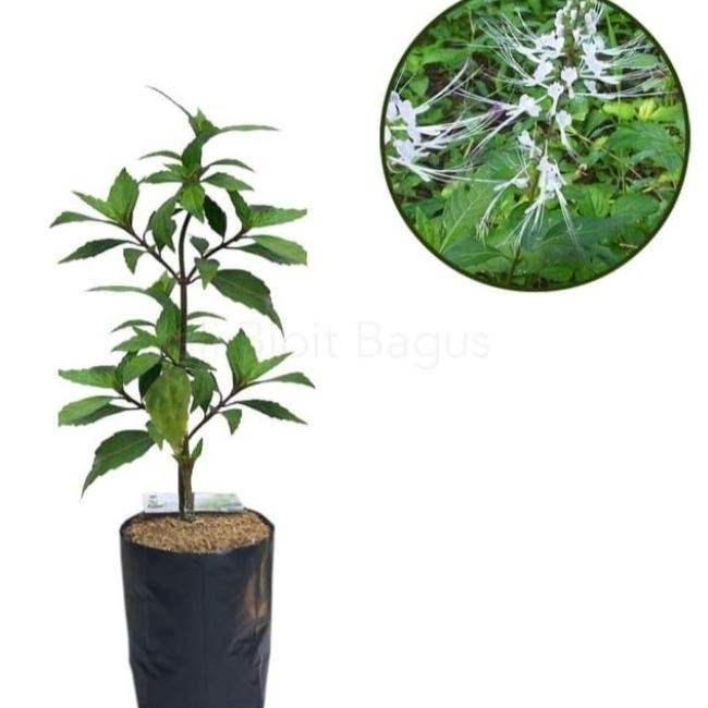 

Terlaris Tanaman Kumis Kucing Herbal