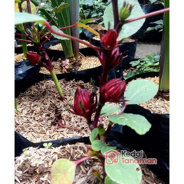 

Terlaris Tanaman Herbal Bunga Rosella Berbunga