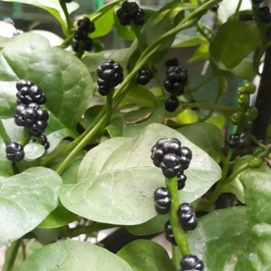

Terlaris Tanaman Herbal Angkung / Binahong Angkung / Malabar Spinach / Bayam Anggur/ Basella Alba / Basella Rubra