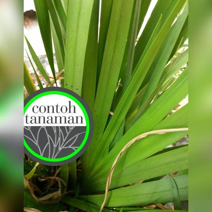 

Terlaris Tanaman Obat Herbal Dlingo - Jeringau (Acorus Calamus) - Delingu