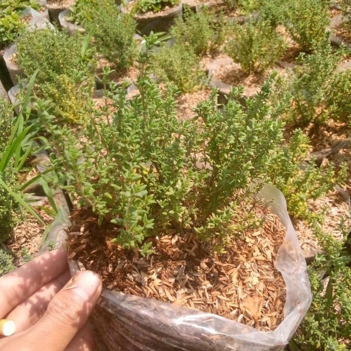 

Terlaris Tanaman Herbal Thyme Sudah Rimbun / Tanaman Timi