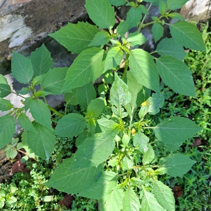 

Terlaris Daun Ciplukan//Bibit Ciplukan//Daun Seletupan//Bibit Seletupan//Ceplukan//Cecendet//Physalis Angulata//Solanaceae//Tanaman Herbal//Tanaman Lonceng