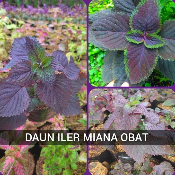 

Terlaris Daun Miana Iler Tanaman Herbal Daun Jawer Kotok Obat Wasir