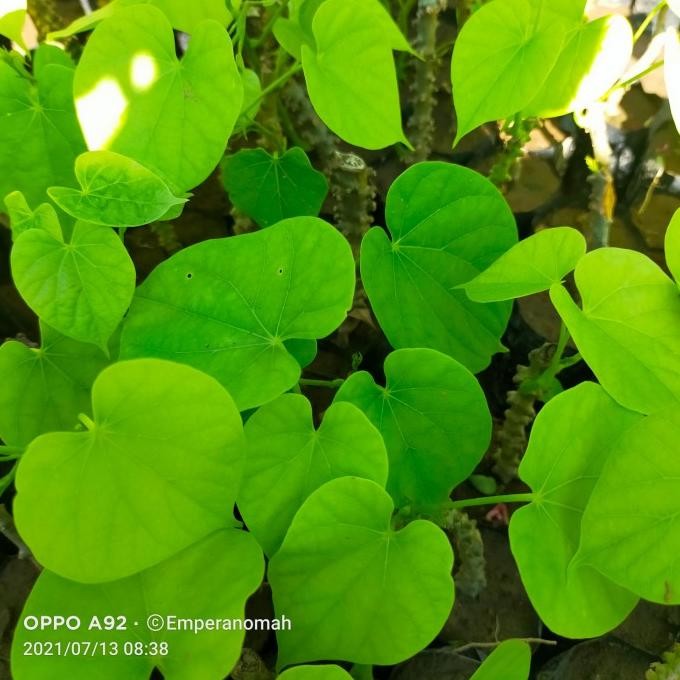 

Terlaris Bibit Tanaman Herbal Bratawali Atau Brutowali
