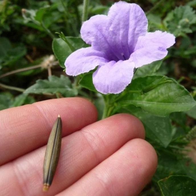 

Terlaris Tanaman Herbal Benih Pletekan 1 Paket Isi 10 Biji