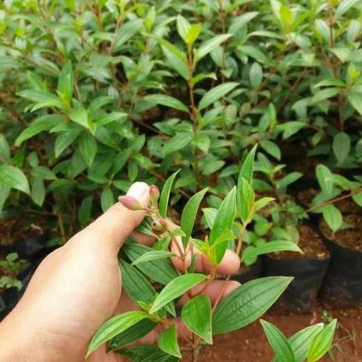 

Terlaris Pohon Senggani Hias/Senggani Bunga Ungu Tanaman Herbal