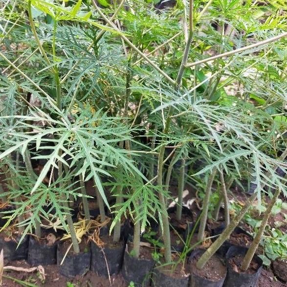 

Terlaris Bibit Tanaman Herbal Jarak Tintir Dan Pohon Yodium Siap Tanam - Daun, Tumbuhan, Alami