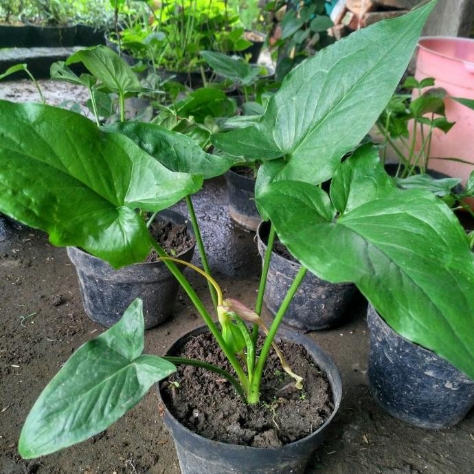 

Terlaris Tanaman Herbal Keladi Tikus Obat