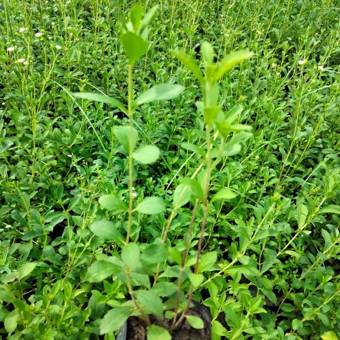 

Terlaris Bibit Tanaman Stevia Herbal Super Unggul Tanaman Herbal Pengobatan