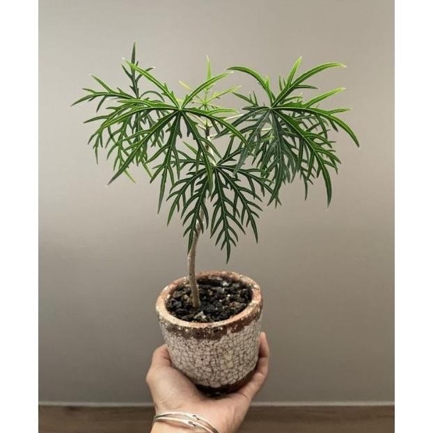 

Terlaris Tanaman Herbal Betadin / Betadine / Jatropha Multifida
