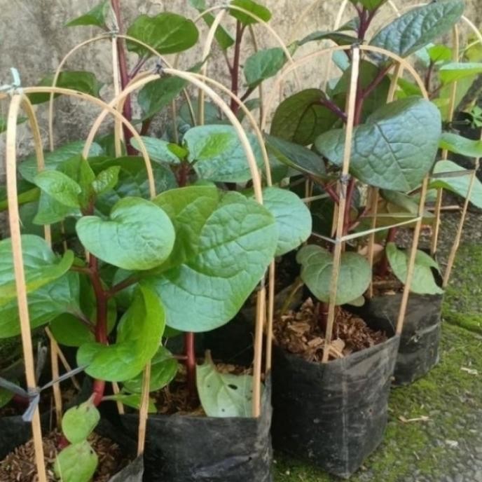 

Terlaris ( Bisa Cod ) Tanaman Herbal Binahong Ungu / Bibit Tanaman Binahong Obat Herbal Berkhasiat