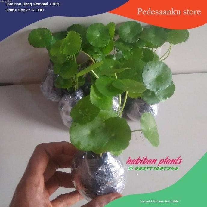 

Terlaris Tanaman Air Pegagan Tanaman Herbal