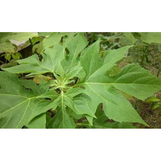 

Terlaris Bibit Tanaman Herbal Daun Insulin