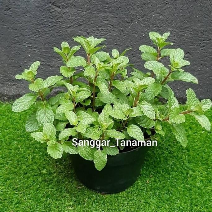 

Terlaris Tanaman Daun Mint + Pot / Tanaman Herbal Daun Mint