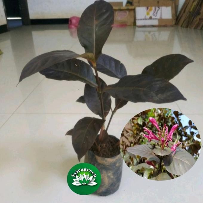 

Terlaris Tanaman Herbal Daun Ungu