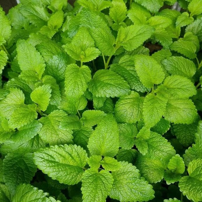 

Terlaris Tanaman Lemon Mint / Lemon Balm Mint Plant / Daun Lemon Mint Herbal