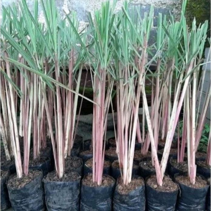 

Terlaris Tanaman Herbal Sereh Wangi Atau Sereh Merah. Pohon Sereh Wangi