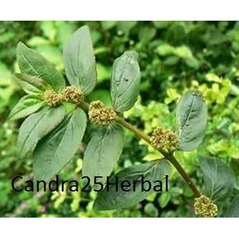 

Terlaris Tanaman Obat Patikan Kebo Bibit Patikan Kebo Patikan Kerbau Herbal