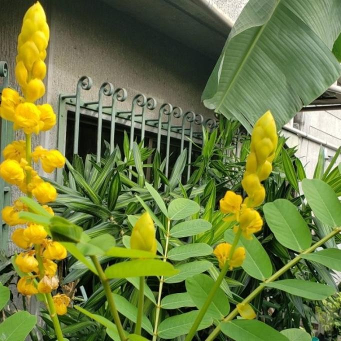 

Terlaris Tanaman Herbal Ketepeng Cina / Ketapang Cina / Kaskado / Daun Kupang