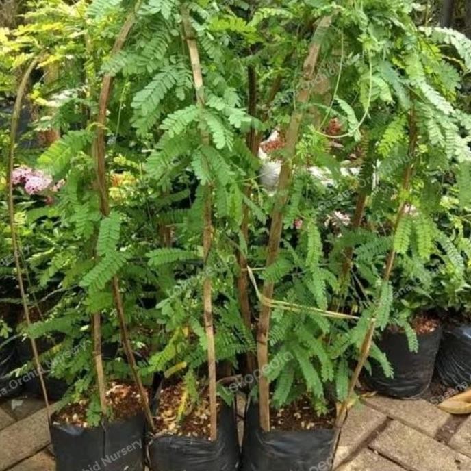 

Terlaris Tanaman Pohon Daun Saga / Herbal