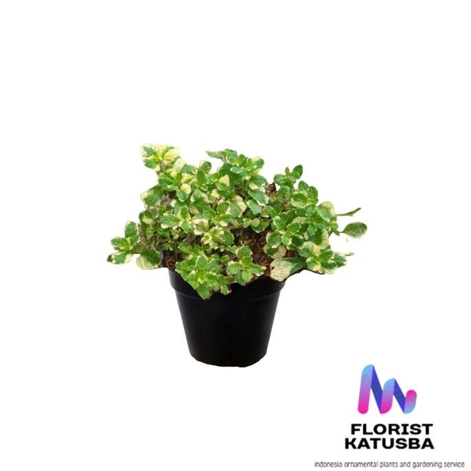 

Terlaris Tanaman Hias Herbal Daun Mint Variegata
