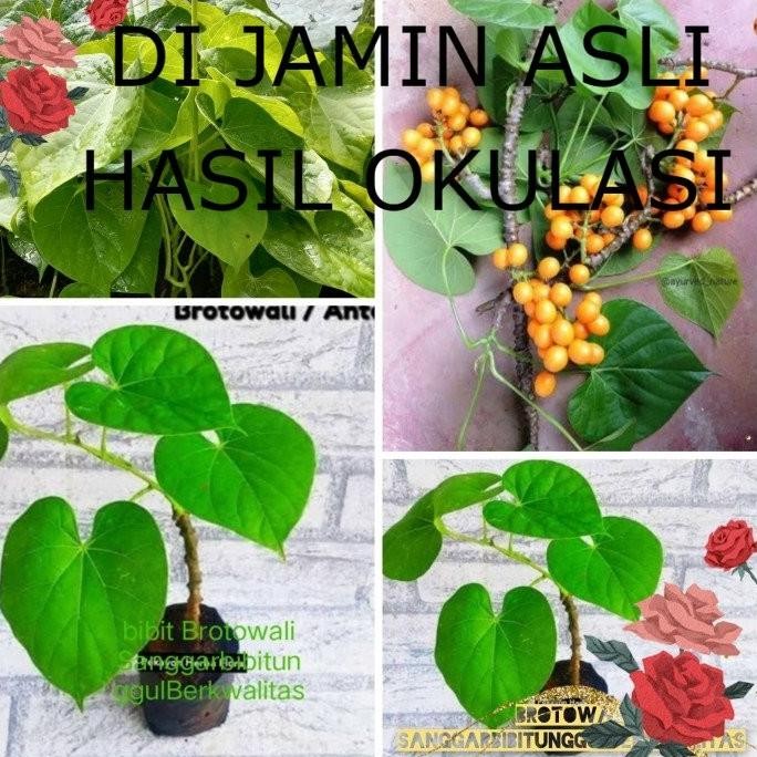 

Terlaris Bibit Tanaman (Herbal Brotowali) Sangat Ampuh Buat Mengobati Diabetes