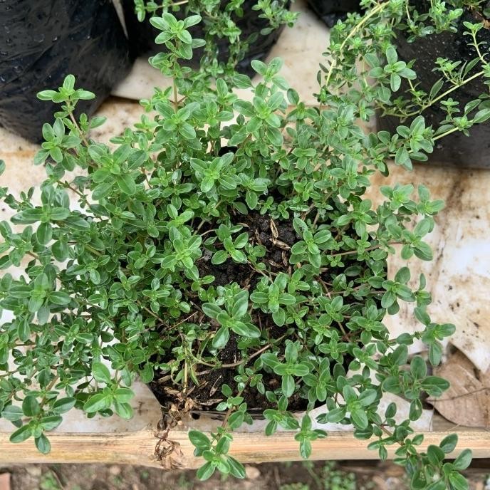 

Terlaris Tanaman Herbal Dan Rempah Timi Atau Thyme Pohon Hidup [Termurah]