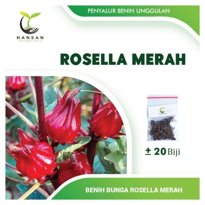 

Terlaris 20 Bibit Bunga Rosella Merah Benih Biji Red Rosela Tanaman Herbal