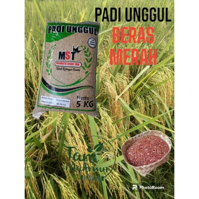 

Terlaris Benih Padi Beras Merah Kemasan 5Kg