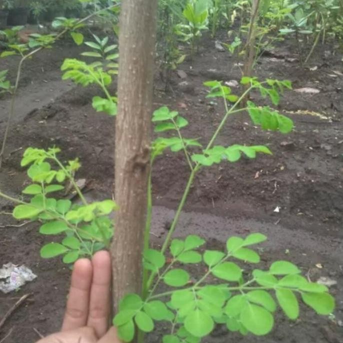 

Terlaris Bibit Stek Pohon Kelor Daun Tanaman Herbal