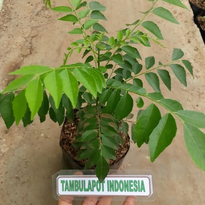 

Terlaris Bibit Tanaman Salam Koja Daun Kari