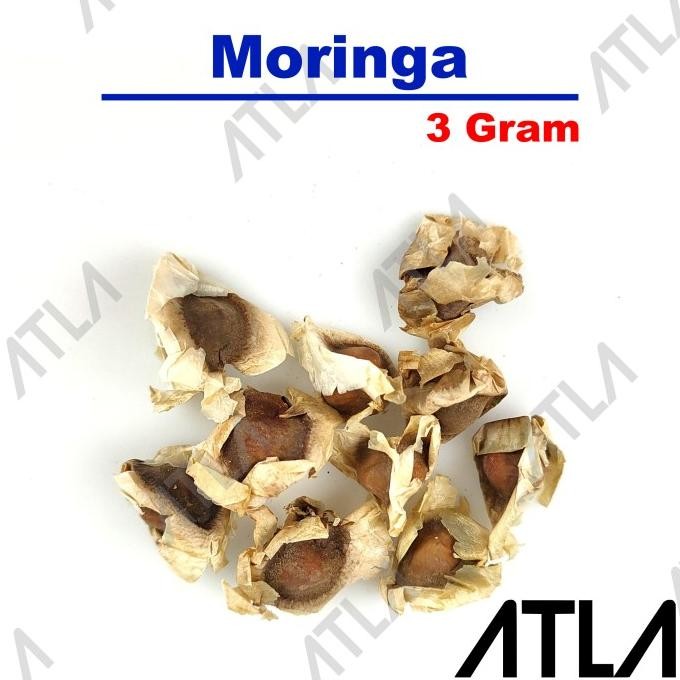 

Terlaris Benih Moringa Kering 3 Gram Biji Bibit Tanaman Daun Kelor Herbal Seed