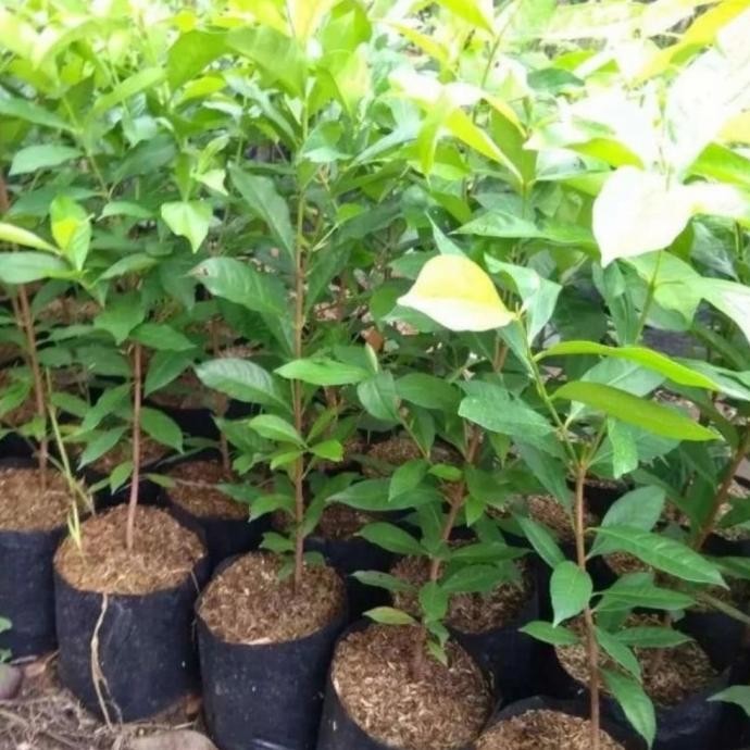 

Terlaris Bibit Pohon Daun Salam Sayur / Pohon Daun Salam