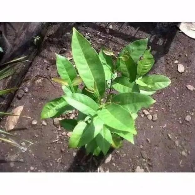 

Terlaris Bibit Pohon Daun Salam Wangi - Tanaman Daun Salam Wangi